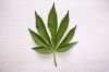 Researchers Developing Marijuana Breathalyzer
