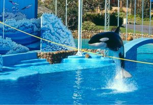 Theme Park Expansions Make a Splash For the US Tourism Industry