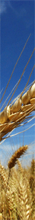 Agribusiness Industry 