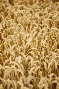 Australian Government Rejects Takeover Of GrainCorp By US Conglomerate