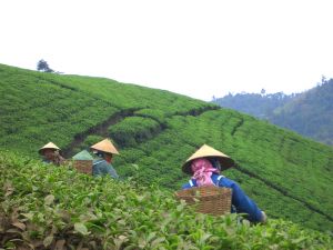 Update Q1 2011: Asia Trading and Agribusiness Report