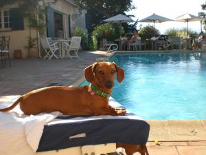 Tourism Trend: US Hotels Going to the Dogs