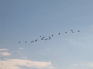 Species Rapidly Migrating to Escape Global Warming