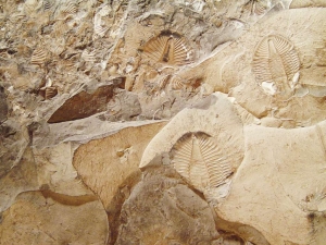 Microfossils Give Insight into First Life on Earth
