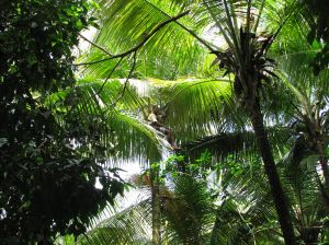 Changes to Brazil Amazon Forest Code in Talks