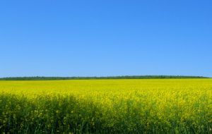 BP Buys Bigger Stake in Brazilian Biofuel
