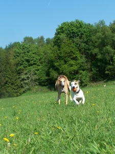 Royal Canin Introduces New Products to Dog Food Line