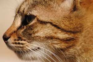 Hartville Group and ASPCA Renew Agreement