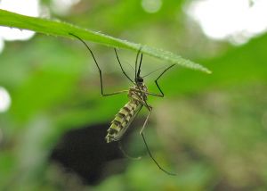 Sanofi-Aventis & Medicines for Malaria Venture to Create Powerful Malaria Drugs