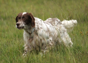 Recuvyra is a skin solution for dogs that controls pain after orthopedic and soft tissue surgery. (Photo: Luca Zaninoni)