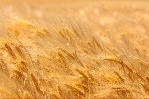 Asian Grain Production Falls